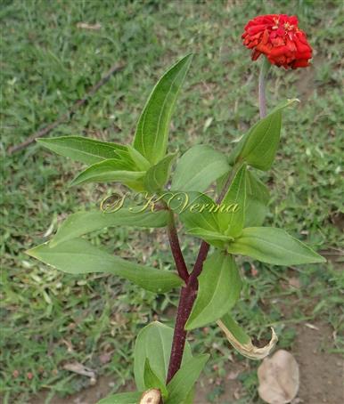 Flowering shoot